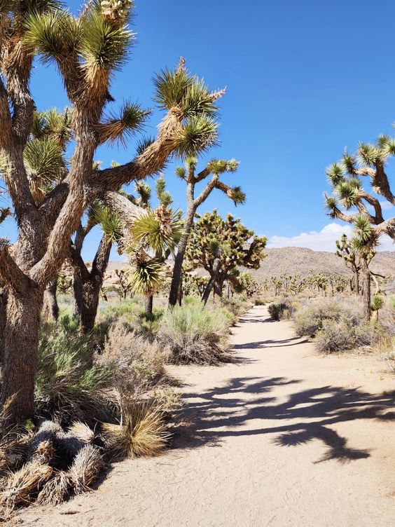 Joshua Tree day trip | Girlfriend is Better | desert hiking travel