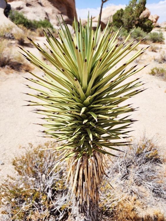 Joshua Tree day trip | Girlfriend is Better | desert plants hiking trails guide