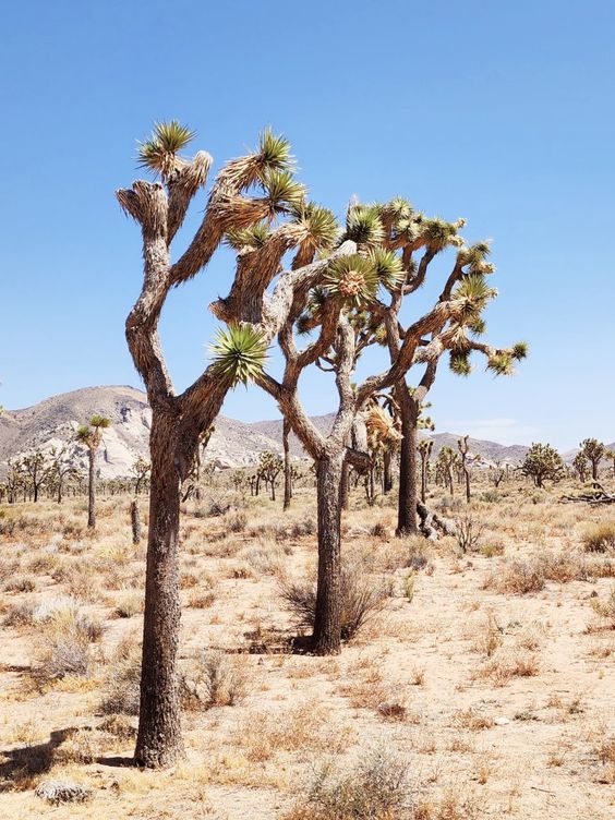 Joshua Tree day trip | Girlfriend is Better | California desert wash hiking