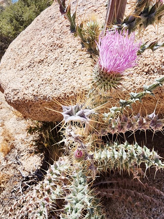 Joshua Tree day trip | Girlfriend is Better | desert bloom spring hiking