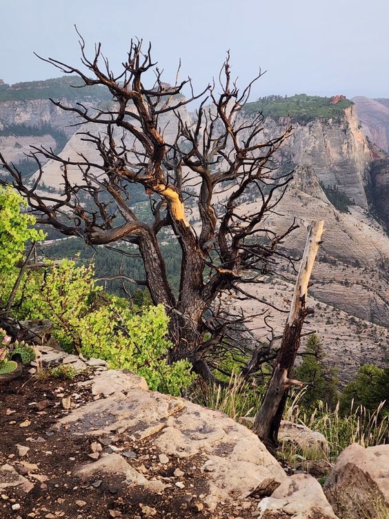 Zion National Park backpacking | Girlfriend is Better | scenic view hiking tips