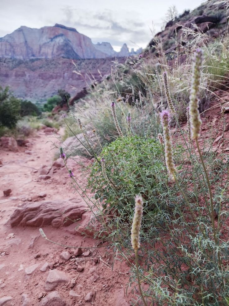 Zion National Park backpacking | Girlfriend is Better | trail tips overnight hike views desert flowers